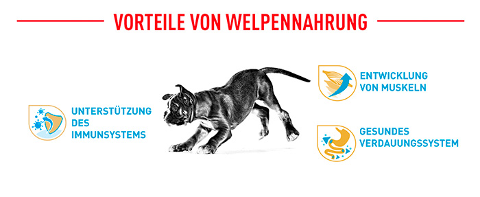 royal-canin-boxer-puppy-module-48YoSC2GmTVsxw.jpg