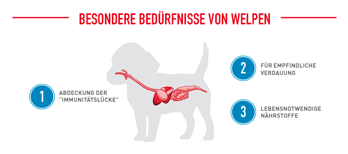 royal-canin_bhn_labrador_puppy_besondere_beduerfnisse_web.jpg