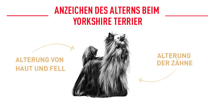 royal_canin_yorkshire_terrier_ageing_anzeichen_des_alterns.jpg