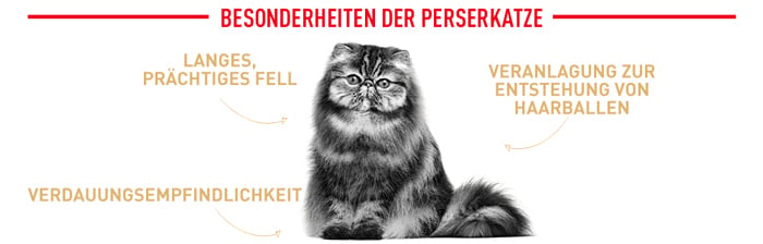 royal_canin_adult_persian_cat_besonderheiten_web_2.jpg