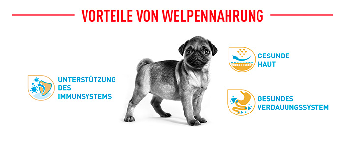royal-canin-pug-puppy-module-4.jpg