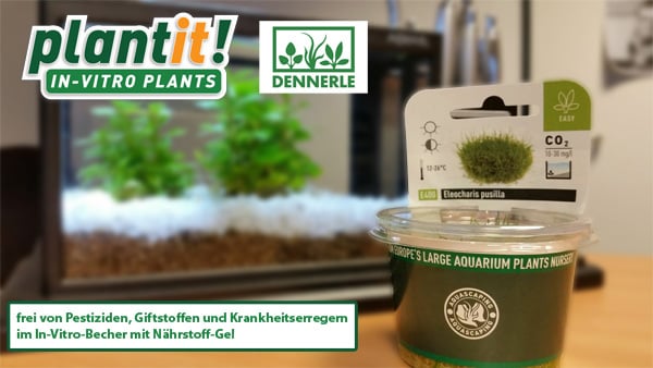 dennerle-invitro-beschreibung.jpg