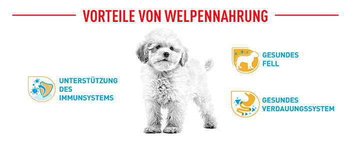 royal-canin-poodle-puppy-module-4.jpg