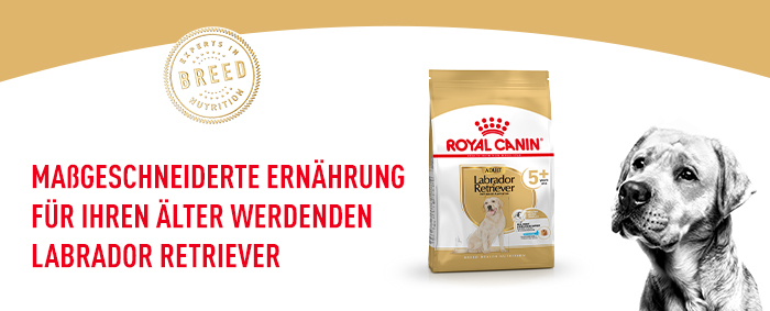 royal_canin_labrador_retriever_ageing_massgeschneiderte_nahrung.jpg