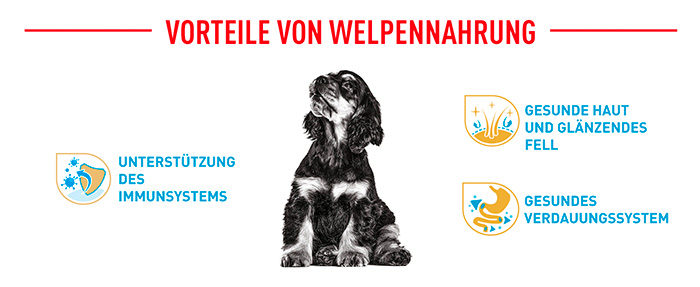 royal-canin-cocker-puppy-module-4.jpg