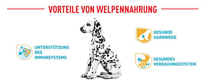 royal-canin-dalmatin-puppy-module-4.jpg