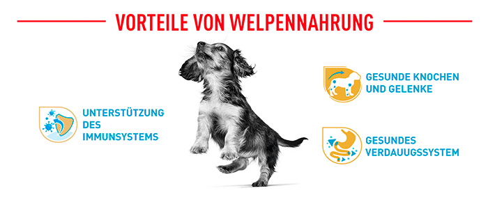 royal-canin-dachshund-puppy-module-4.jpg