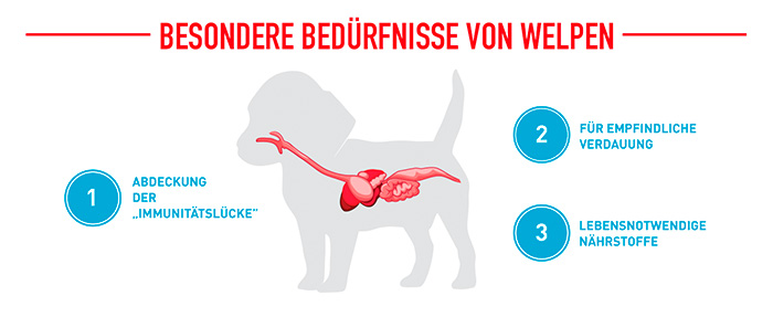 royal-canin-golden-puppy-module-3.jpg