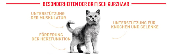 royal_canin_cat_adult_british_shorthair_besonderheiten_web_2.jpg