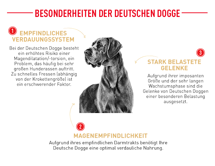 RoyalCanin_BHN_Great-Dane_besonderheiten.png