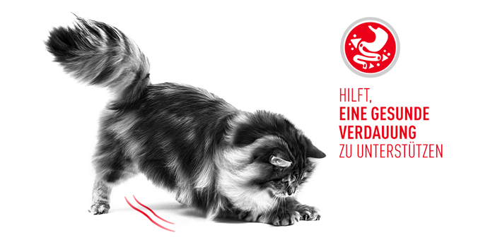 RoyalCanin_FCN_Digestive_Care_Gravy_gesunde_verdauung.jpg