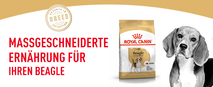 RoyalCanin_BHN_Beagle_Adult_massgeschneidert_web.png