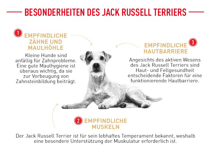 RoyalCanin_BHN_Jack_Russell_besonderheiten.png