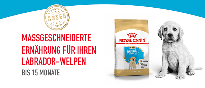 royal-canin_bhn_labrador_puppy_massgeschneiderte_ernaehrung_web.jpg