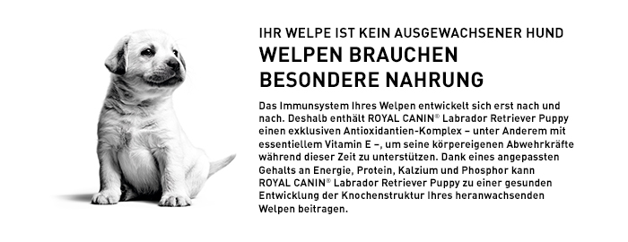 royal-canin_bhn_labrador_puppy_info_welpen_web.jpg