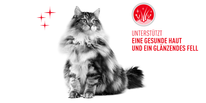 RoyalCanin_FCN_Hair-Skin_Care_Gravy_haut_und_fell.jpg