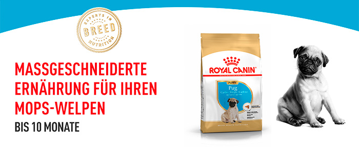 royal-canin-pug-puppy-module-1.jpg
