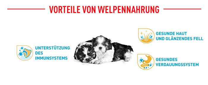 royal-canin-shih-tzu-puppy-module-4.jpg