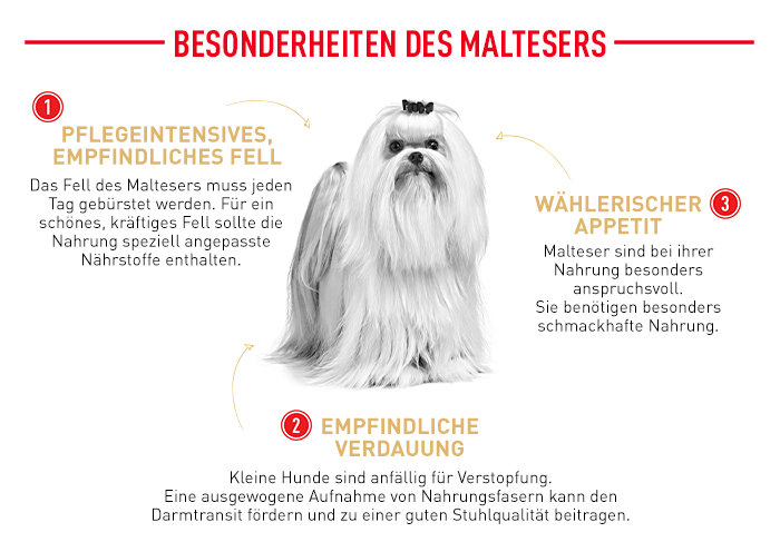 RoyalCanin_BHN_Malteser_besonderheiten.png