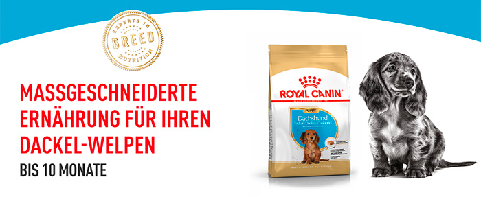 royal-canin-dachshund-puppy-module-1.jpg