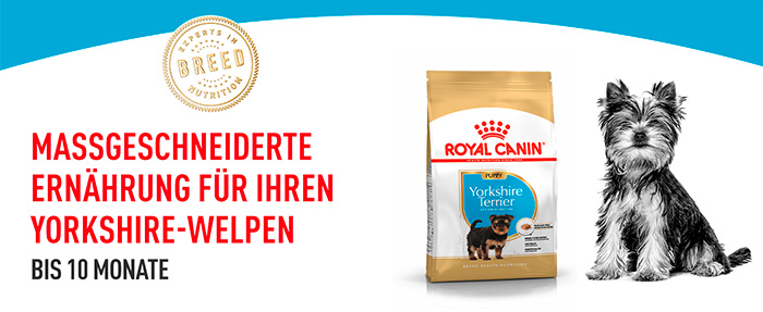 royal-canin-yorkshire-puppy-module-1.jpg