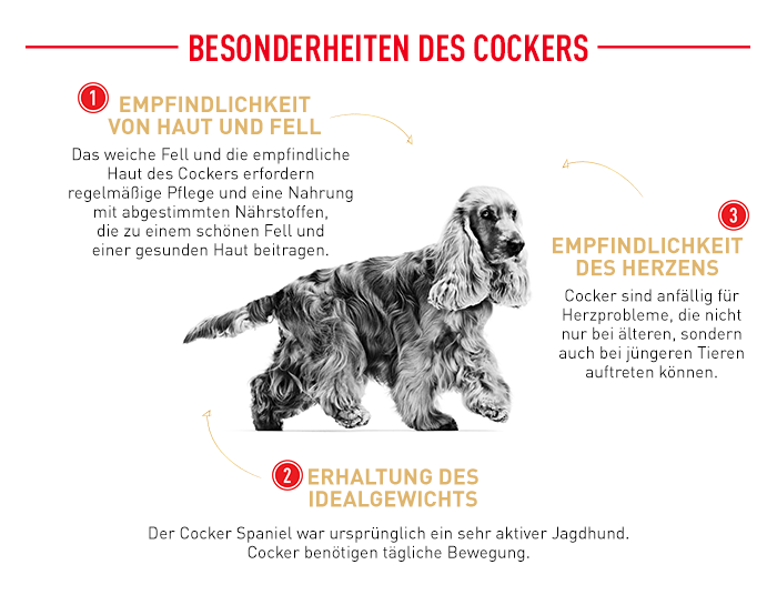 RoyalCanin_BHN_Cocker_besonderheiten.png