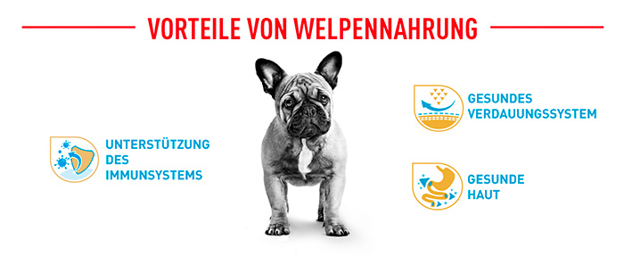 royal-canin-french-bulldog-puppy-module-4.jpg