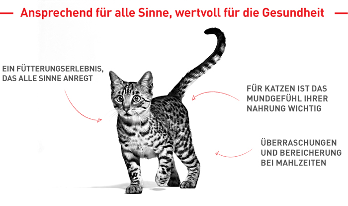 royal_canin_fhn_sensory_wet_nass_multipack_alle_sinne_web.jpg