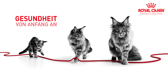 royal_canin_start_of_life_kitten_stueckchen_chunks_in_gravy_gesundheit_von_anfang_an_web.jpg
