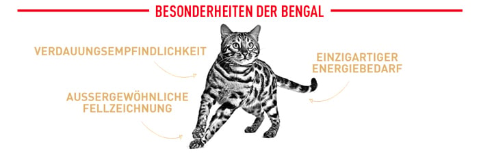 royal_canin_cat_adult_bengal_besonderheiten_bengal_web2.jpg