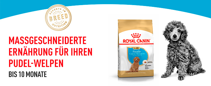royal-canin-poodle-puppy-module-1.jpg