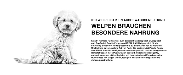 royal-canin-poodle-puppy-module-2.jpg