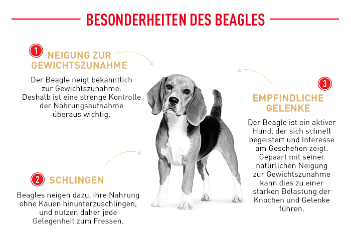 RoyalCanin_BHN_Beagle_Adult_besonderheiten.png