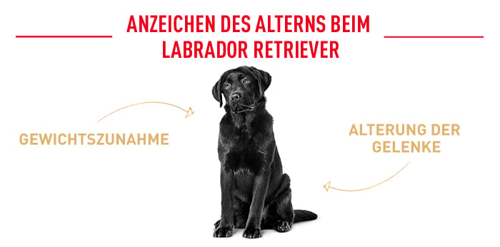 royal_canin_labrador_retriever_ageing_anzeichen_des_alterns.jpg