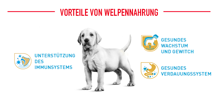 royal-canin_bhn_labrador_puppy_vorteile_welpennahrung_web.jpg