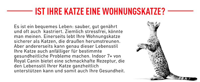 royal_canin_indoor_7-_wohnungskatze_web.jpg