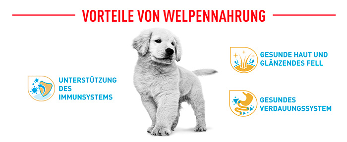 royal-canin-golden-puppy-module-4.jpg