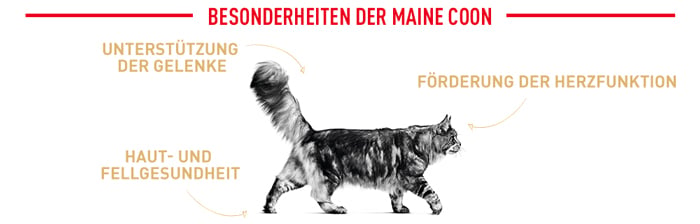 royal_canin_cat_adult_maine_coon_besonderheiten_web_2.jpg