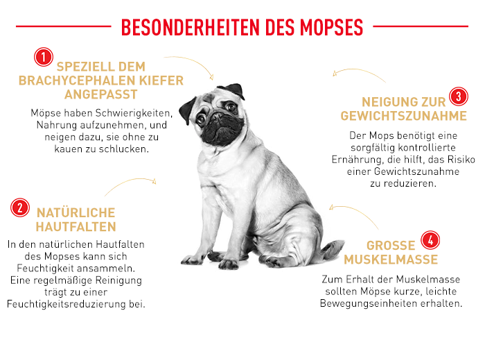 RoyalCanin_BHN_Pug_besonderheiten.png