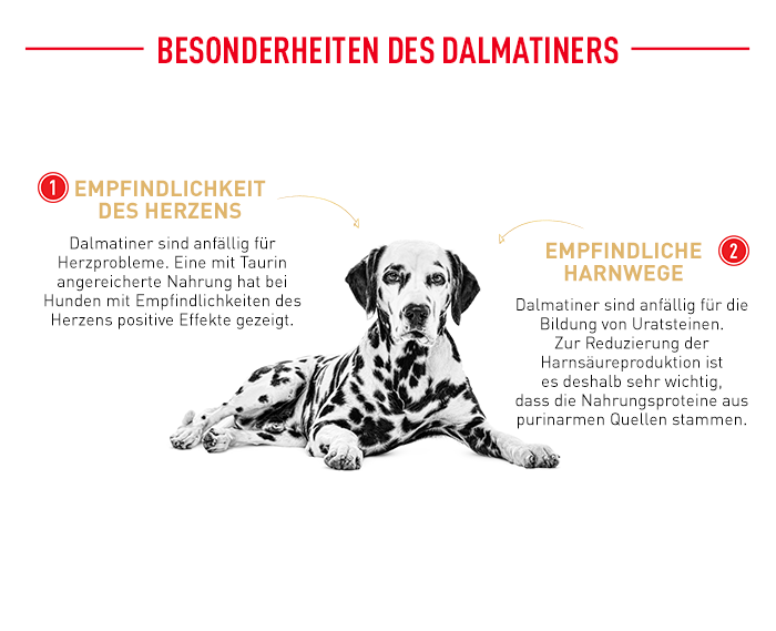 RoyalCanin_BHN_Dalmatian_besonderheiten.png