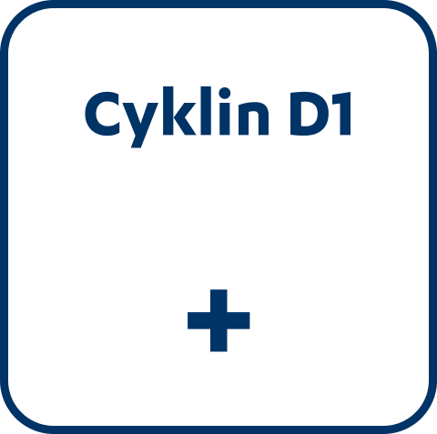 hematology-mcl_diagnose-cyklin_d1