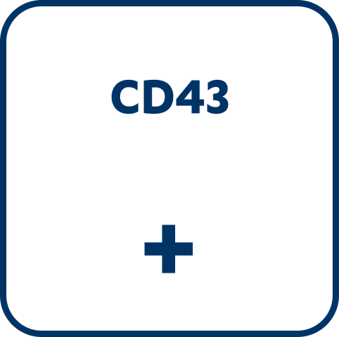 hematology-mcl_diagnose-cd43