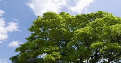 ASAE Joins with American Forests to Plant One Tree Per Annual Meeting ...