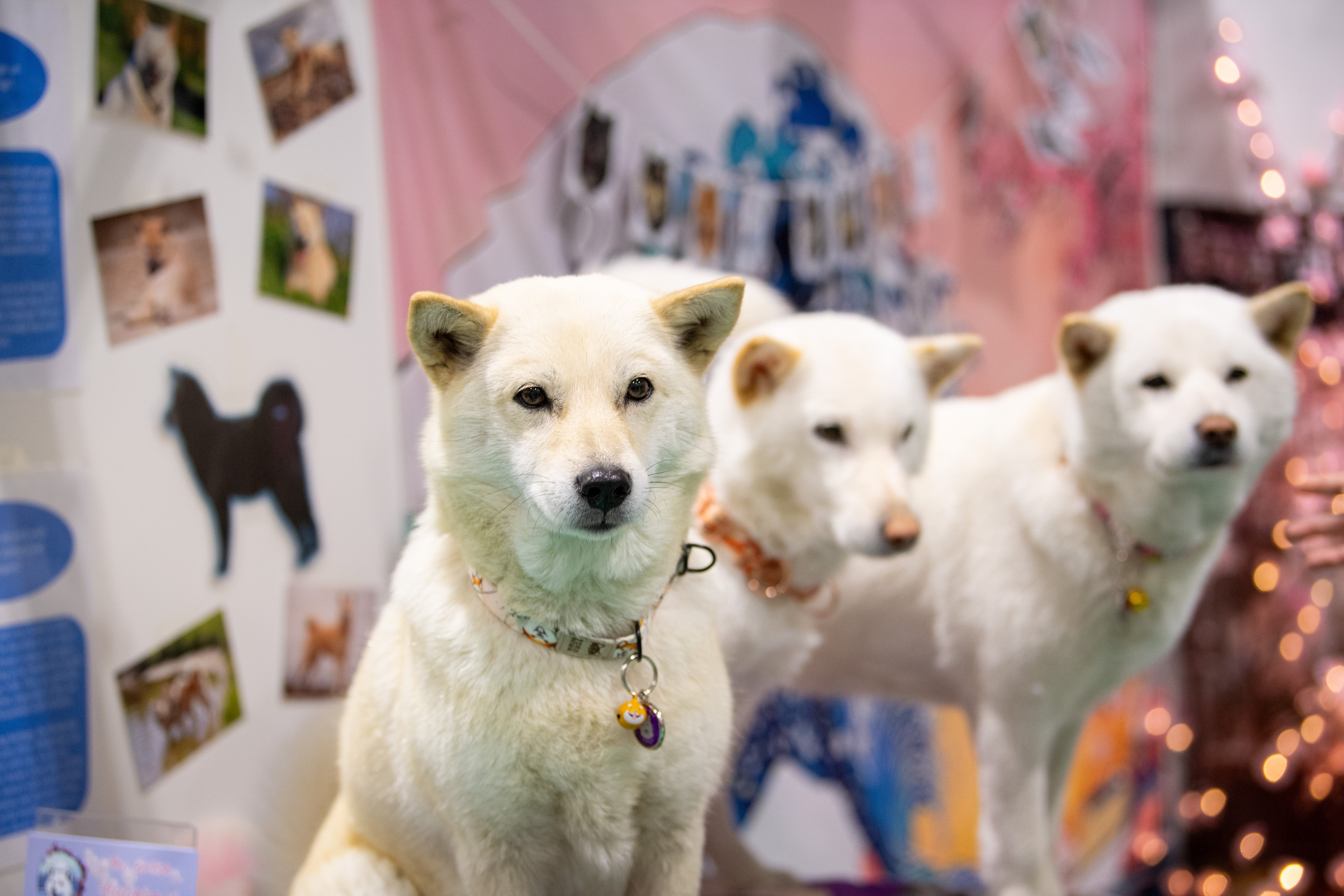 Raccoon Media Group Acquires Stake in Edition Dog Live