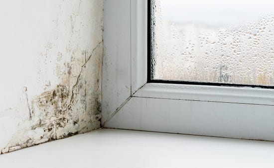 Does bleach kill mould?
