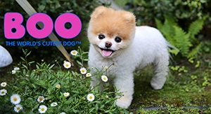 Boo the World's Cutest Dog Shop Coming Soon with Merch from Threadless and  Calendar Holdings - aNb Media, Inc.