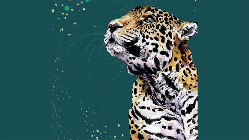 Leopard image, Snowtap