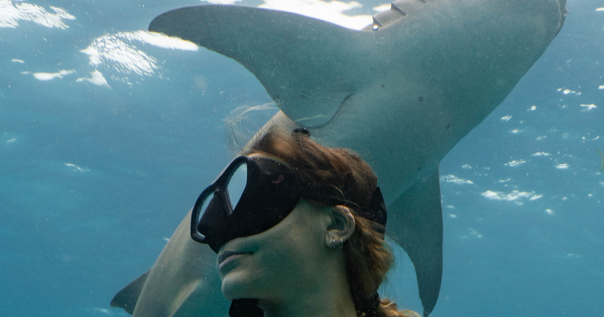 WBDGCP Drops Shark Week 2024 Merch