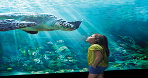 SeaWorld to Splash into Abu Dhabi | License Global