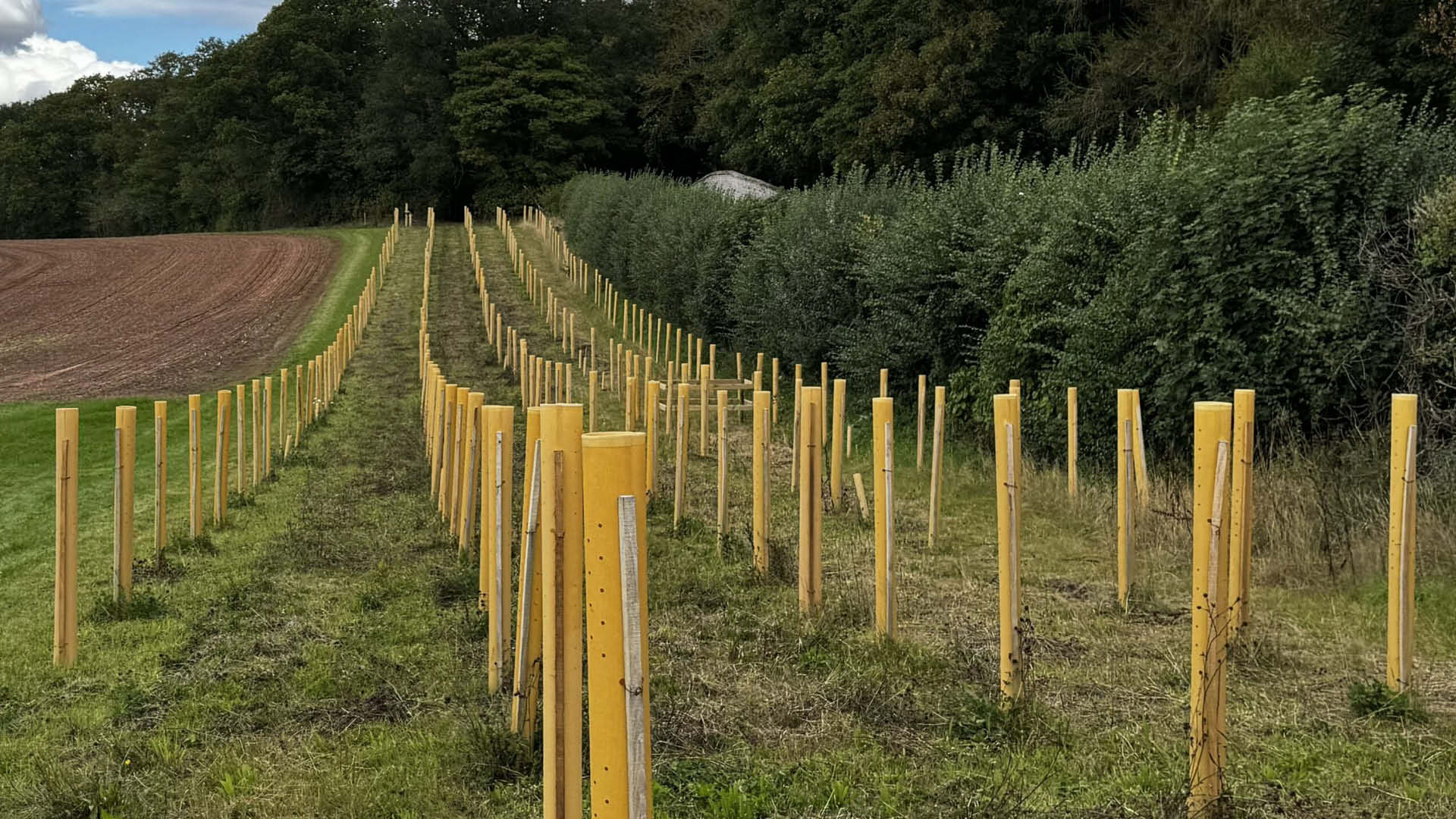 RHS Endorses Agrovista Amenity's Biodegradable Tree Shelters